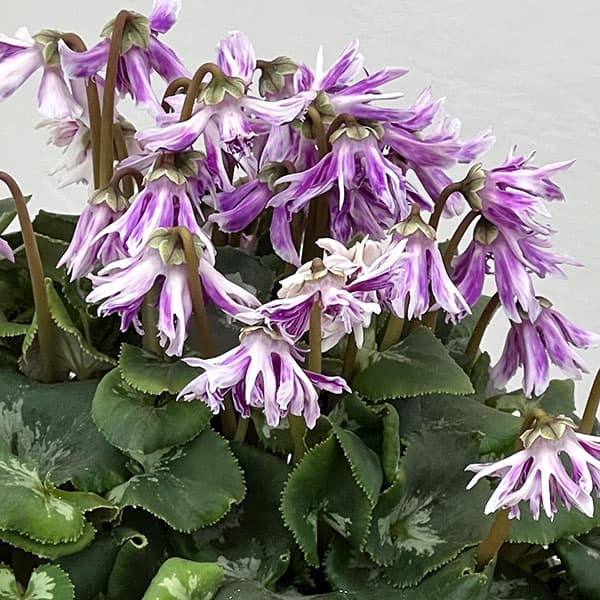 シクラメン:胡蝶クリスタータ5号鉢