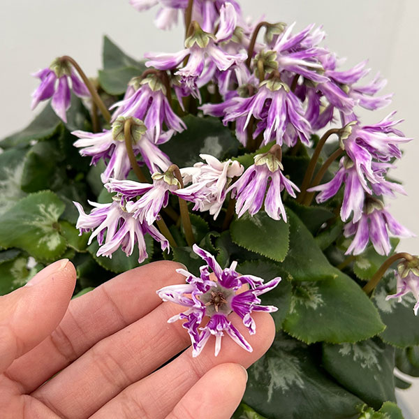 シクラメン:胡蝶クリスタータ5号鉢