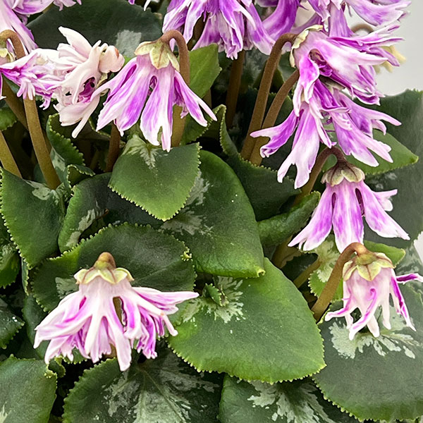 シクラメン:胡蝶クリスタータ5号鉢