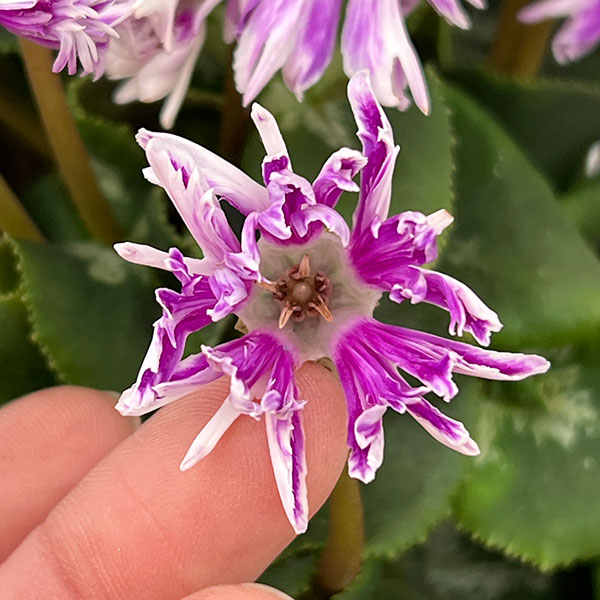 シクラメン:胡蝶クリスタータ5号鉢