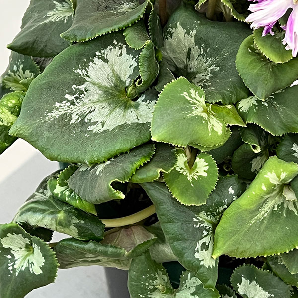 シクラメン:胡蝶クリスタータ5号鉢