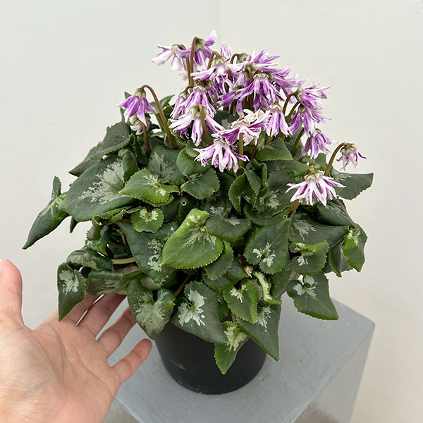 シクラメン:胡蝶クリスタータ5号鉢