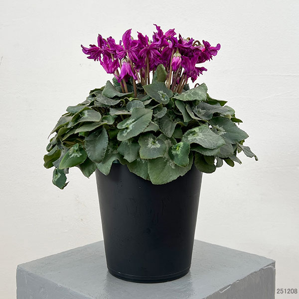 シクラメン:ブルークリスタータ 5号鉢