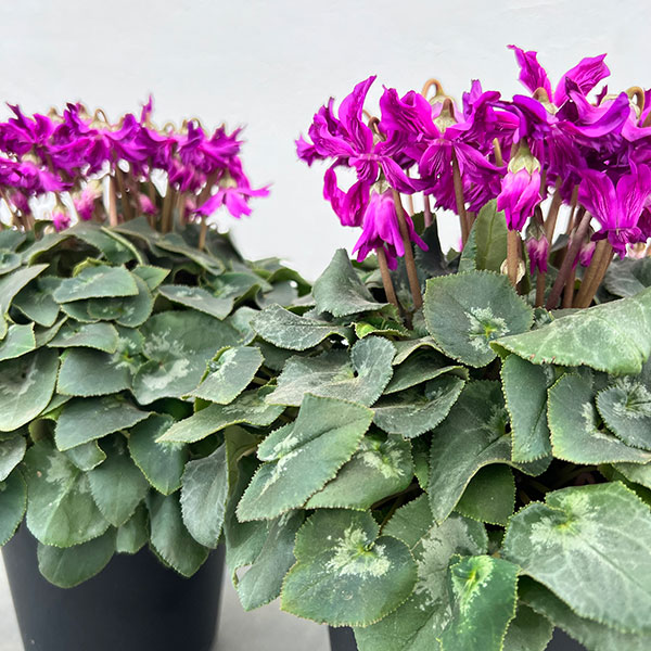 シクラメン:ブルークリスタータ 5号鉢