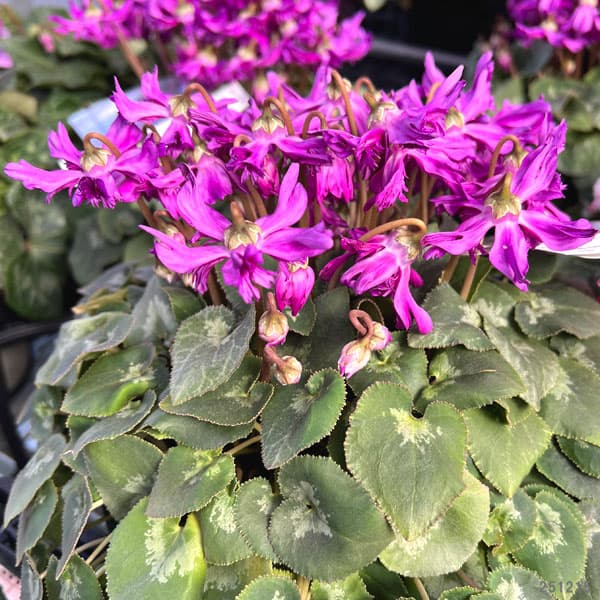 シクラメン：ブルークリスタータ 5号鉢