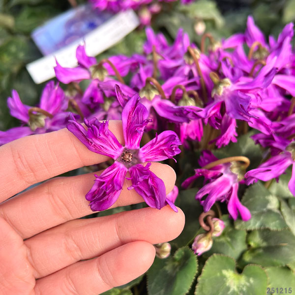 シクラメン：ブルークリスタータ 5号鉢