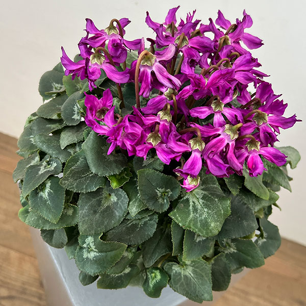 シクラメン:ブルークリスタータ 5号鉢