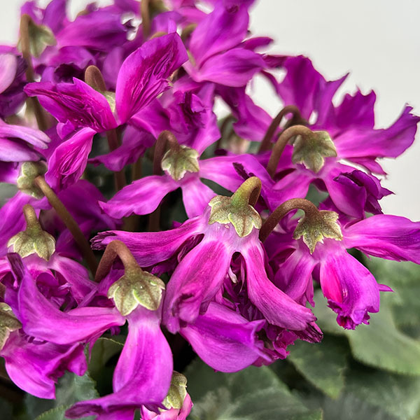 シクラメン:ブルークリスタータ 5号鉢