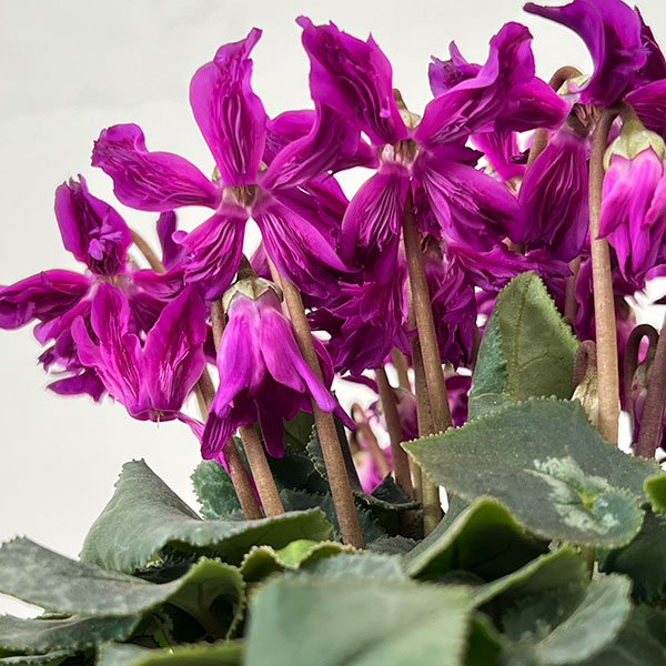 シクラメン:ブルークリスタータ 5号鉢