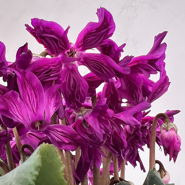 シクラメン:ブルークリスタータ 5号鉢