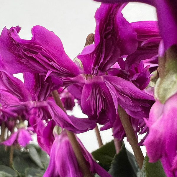 シクラメン:ブルークリスタータ 5号鉢