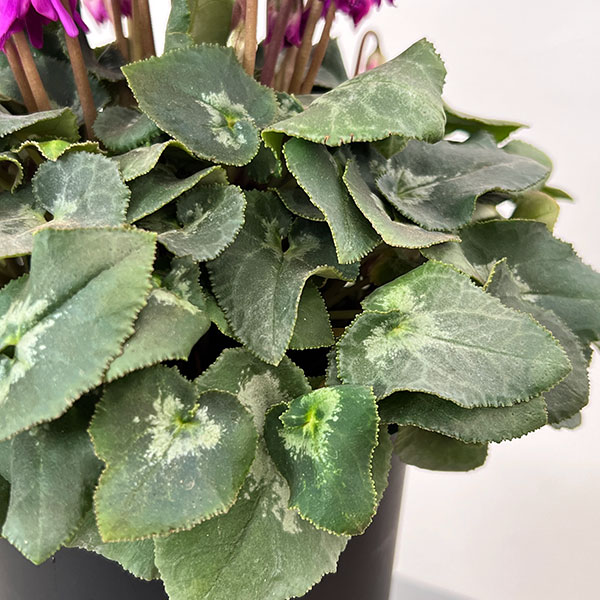 シクラメン:ブルークリスタータ 5号鉢