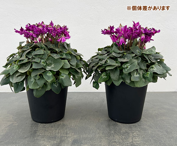 シクラメン:ブルークリスタータ 5号鉢