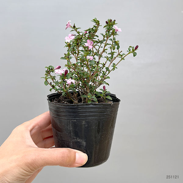 ハクチョウゲ(白丁花):桃花(ピンクミスティック)3号ポット