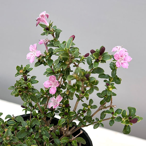 ハクチョウゲ(白丁花):桃花(ピンクミスティック)3号ポット