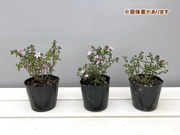 ハクチョウゲ(白丁花):桃花(ピンクミスティック)3号ポット