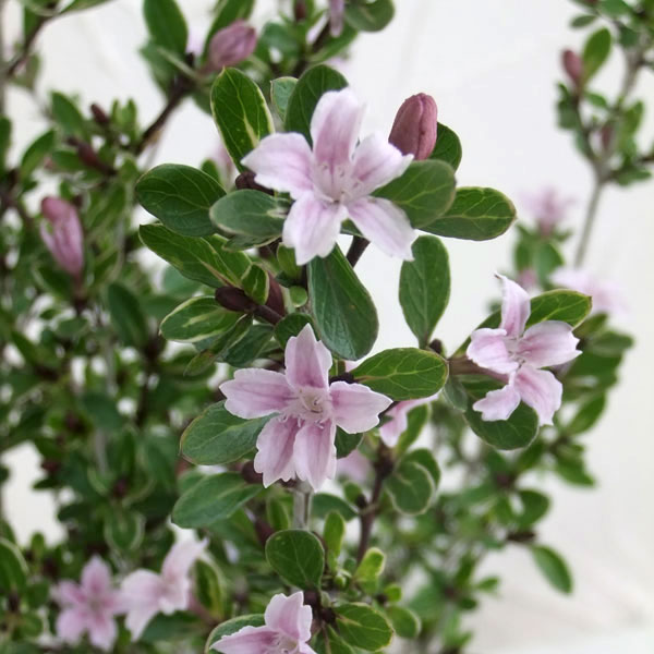 ハクチョウゲ(白丁花):桃花(ピンクミスティック)3号ポット