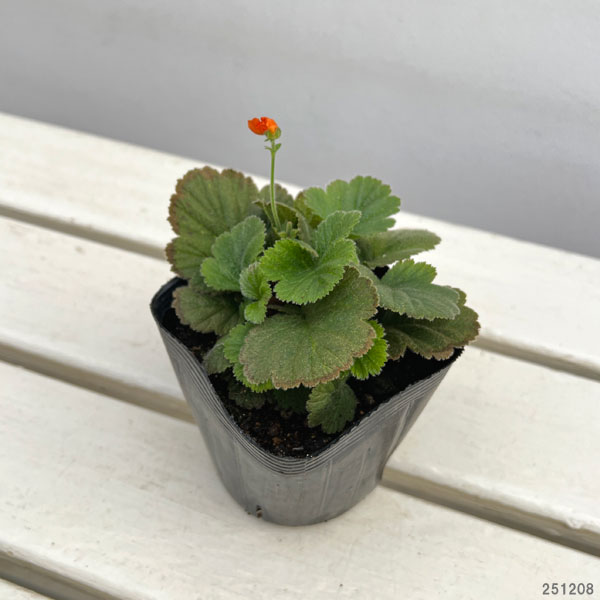 ゲウム（西洋ダイコンソウ）：オレンジパンプキン3.5号ポット