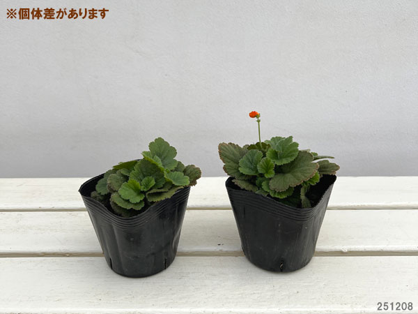 ゲウム（西洋ダイコンソウ）：オレンジパンプキン3.5号ポット