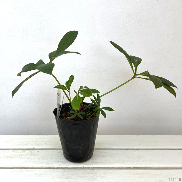 高正園さんのクリスマスローズ：シングル　ホワイトフラッシュ4.5号ポット