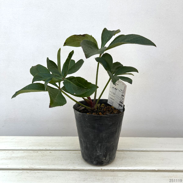 高正園さんのクリスマスローズ：シングル　イエローフラッシュ4.5号ポット