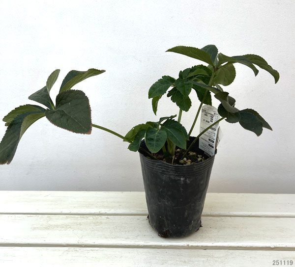 高正園さんのクリスマスローズ：シングル　イエロー4.5号ポット