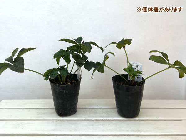 高正園さんのクリスマスローズ：シングル　イエロー4.5号ポット