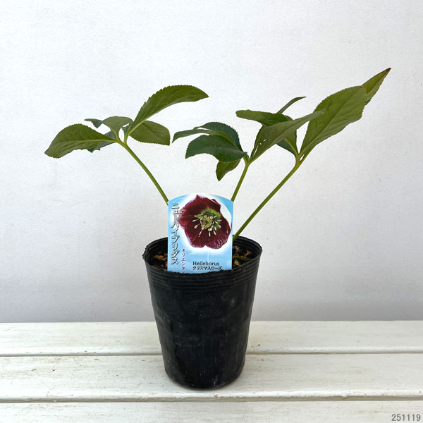 高正園さんのクリスマスローズ：シングル　リバーシブル4.5号ポット