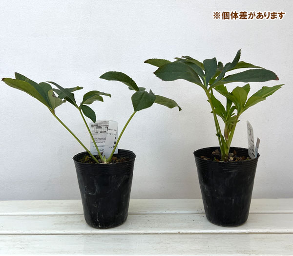 高正園さんのクリスマスローズ：シングル　リバーシブル4.5号ポット