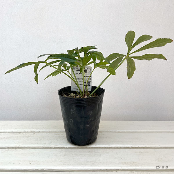 高正園さんのクリスマスローズ：シングル　グリーン4.5号ポット