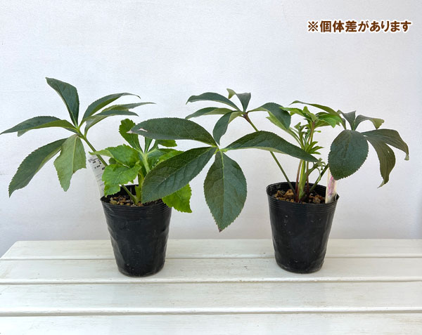 高正園さんのクリスマスローズ：シングル　ピンク系4.5号ポット