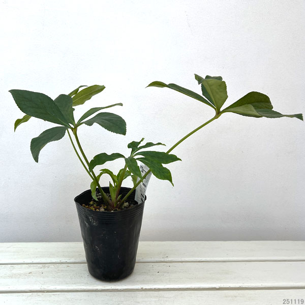 高正園さんのクリスマスローズ：シングル　ピコティ4.5号ポット