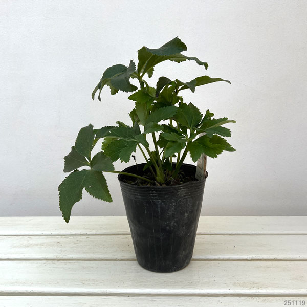 高正園さんのクリスマスローズ：シングル　アプリコット4.5号ポット