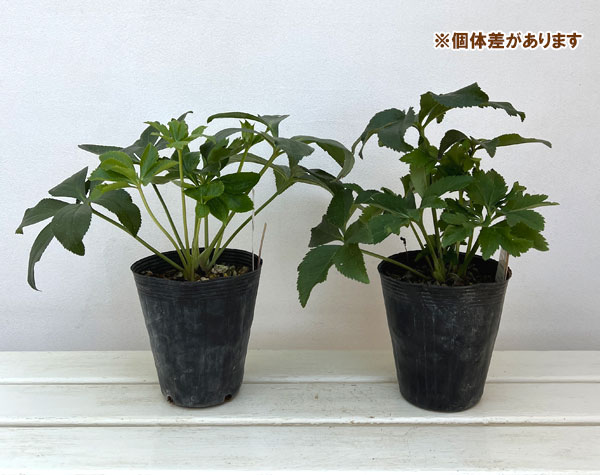 高正園さんのクリスマスローズ：シングル　アプリコット4.5号ポット