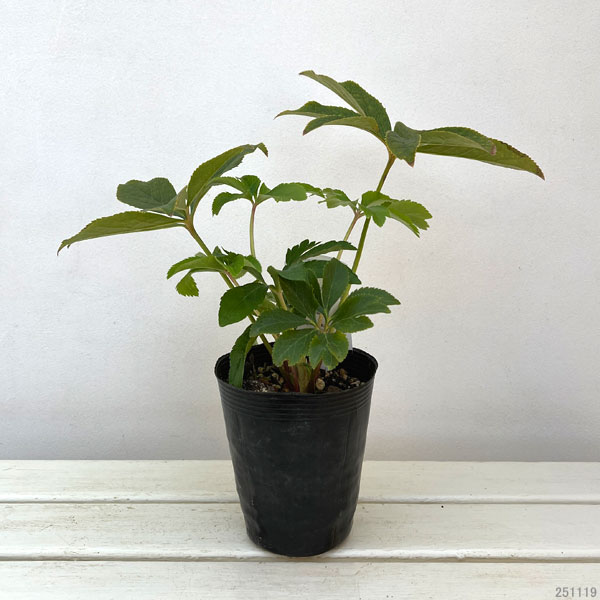 高正園さんのクリスマスローズ：シングル　ピンクゴールド4.5号ポット