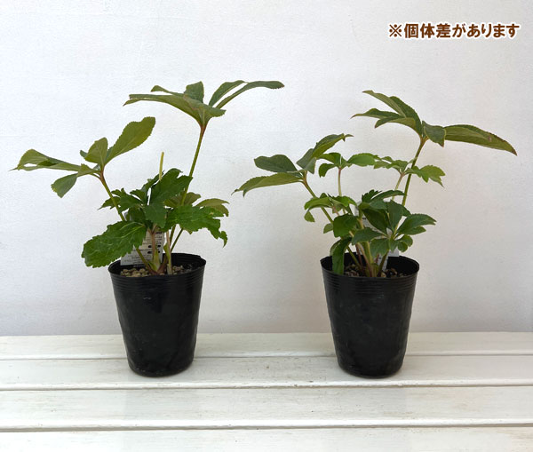 高正園さんのクリスマスローズ：シングル　ピンクゴールド4.5号ポット