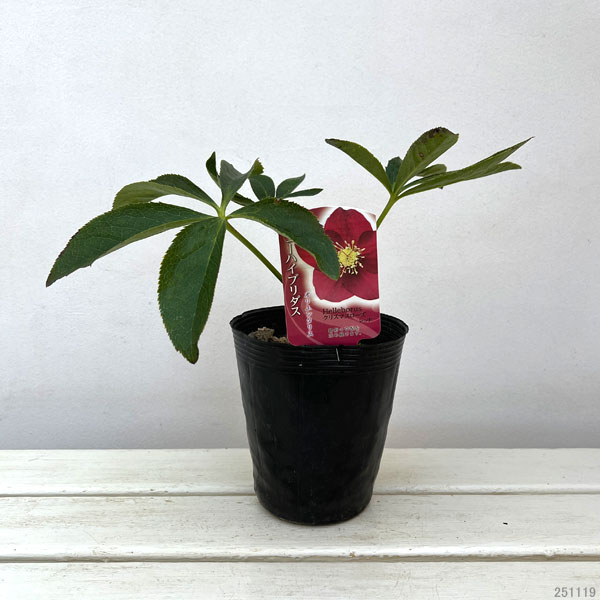 高正園さんのクリスマスローズ：シングル　レッド4.5号ポット