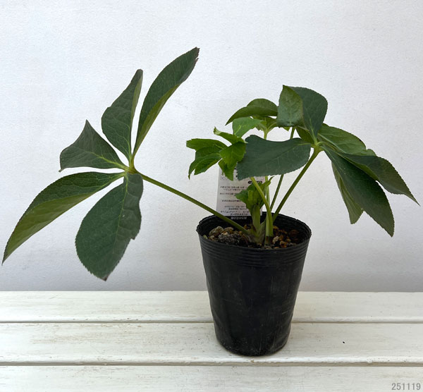 高正園さんのクリスマスローズ：シングル　ピンク4.5号ポット