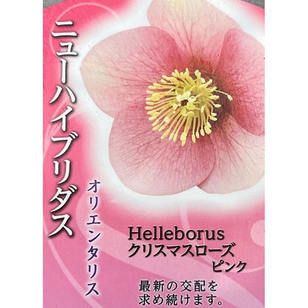 高正園さんのクリスマスローズ：シングル　ピンク4.5号ポット