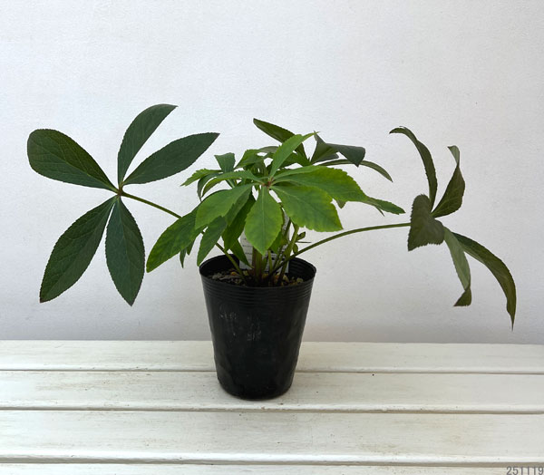 高正園さんのクリスマスローズ：シングル　糸ピコティ4.5号ポット