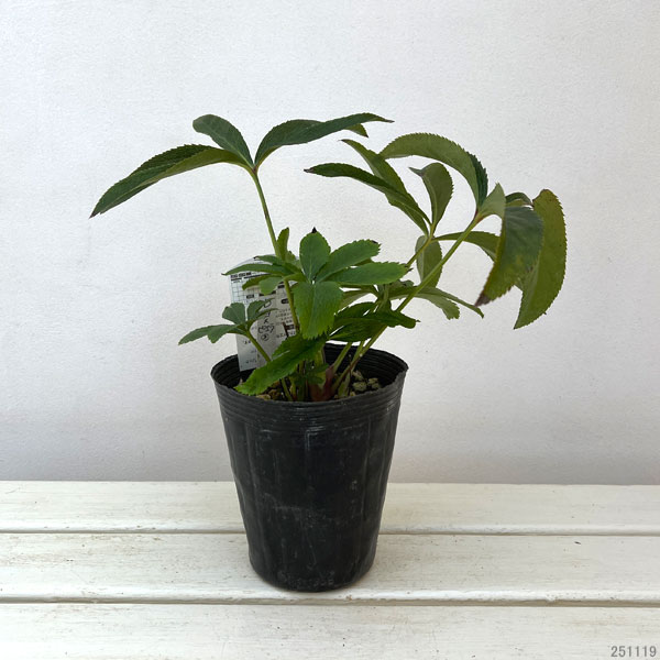 高正園さんのクリスマスローズ：ダブル　ホワイト4.5号ポット