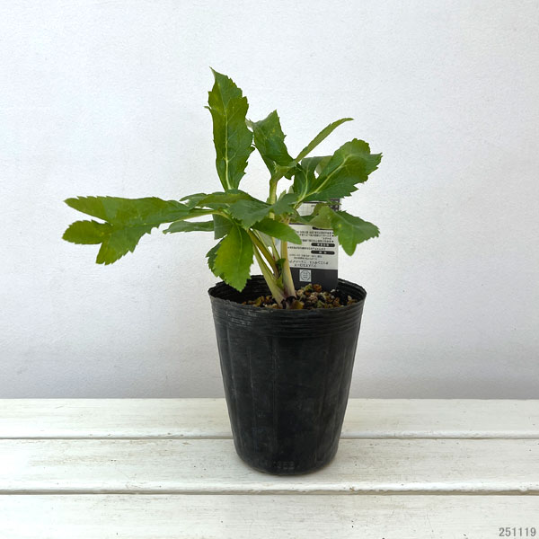 高正園さんのクリスマスローズ：ダブル・セミダブル　オーレア系4.5号ポット