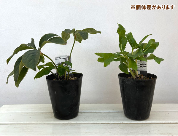 高正園さんのクリスマスローズ：ダブル・セミダブル　オーレア系4.5号ポット