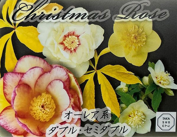 高正園さんのクリスマスローズ：ダブル・セミダブル　オーレア系4.5号ポット