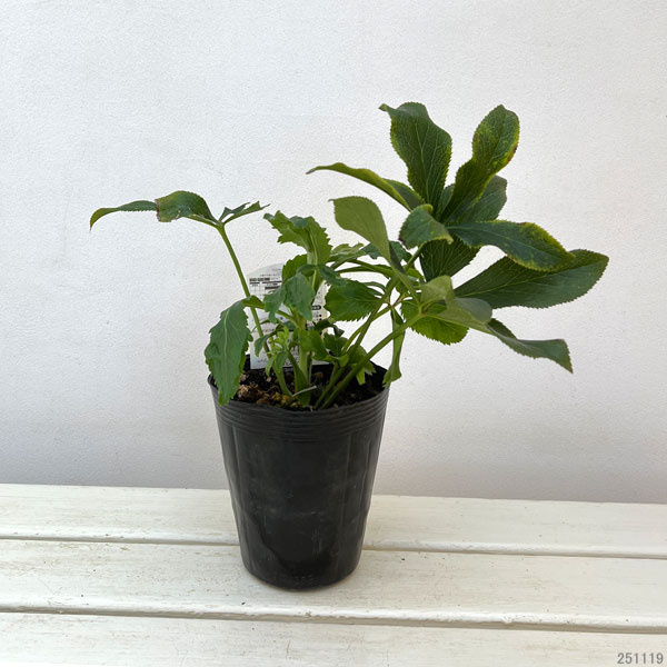 高正園さんのクリスマスローズ：ダブル　アプリコットスポット4.5号ポット