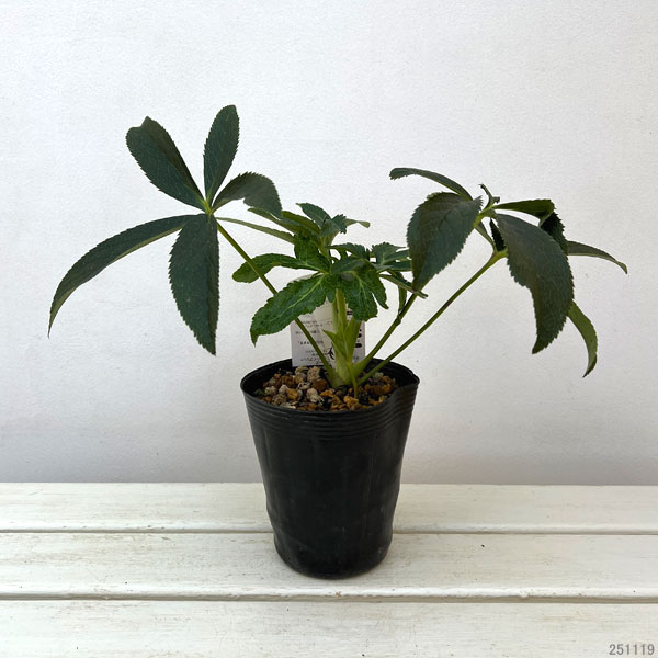 高正園さんのクリスマスローズ：ダブル　バイカラー4.5号ポット