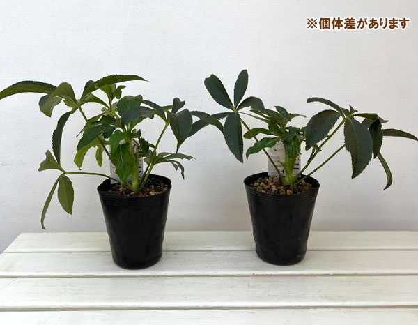 高正園さんのクリスマスローズ：ダブル　バイカラー4.5号ポット