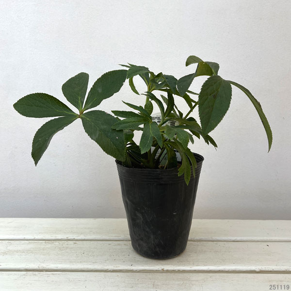 高正園さんのクリスマスローズ：ダブル　グリーン4.5号ポット