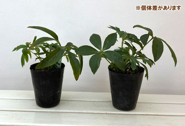 高正園さんのクリスマスローズ：ダブル　グリーン4.5号ポット