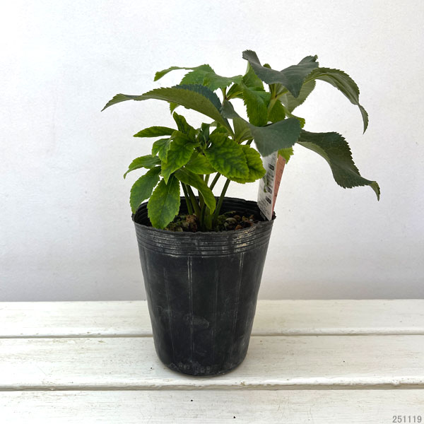 高正園さんのクリスマスローズ：ダブル　ピンク系4.5号ポット